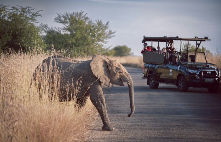 Top Tips for Booking an African Safari With An Agent
