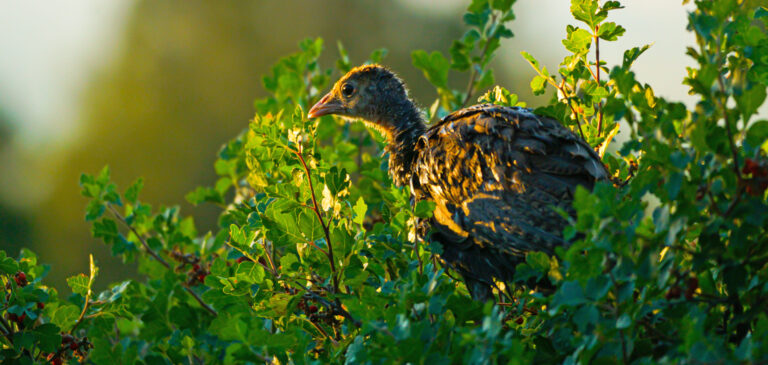 Laukinių kalakutų jaunikliai ir šiaurės elnių šventės po skrydžio