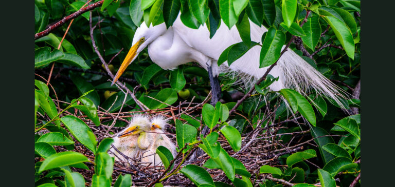Socialinis gyvūnų elgesys keičiasi su amžiumi