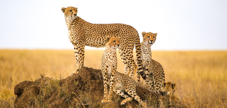 Cheetah Adaptation: Survival of the Fastest