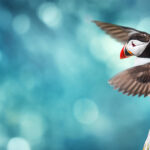 Savotiška istorija apie tai, kaip Puffin grįžo į Meiną