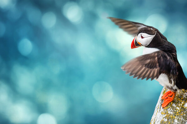 Savotiška istorija apie tai, kaip Puffin grįžo į Meiną