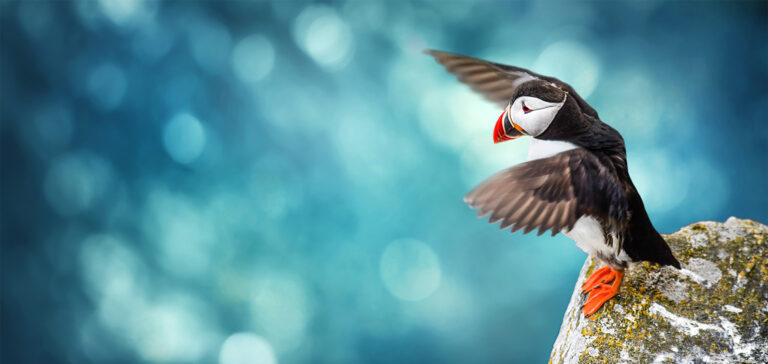 Savotiška istorija apie tai, kaip Puffin grįžo į Meiną
