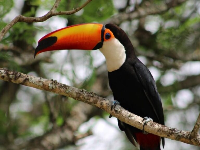 13 Most Sustainable Costa Rican Eco Lodges (UPDATED)