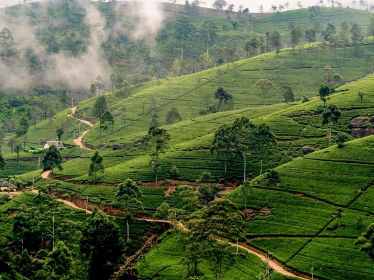 11 Most Sustainable Eco-Lodges in Sri Lanka